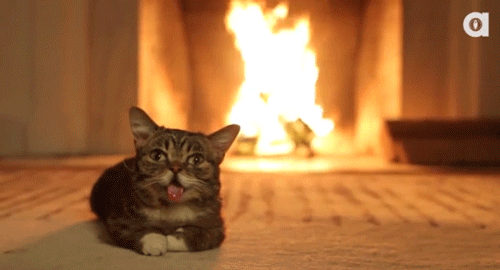 lil-bub-has-warmth