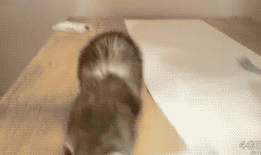 ani_ferret-jump-fail.gif