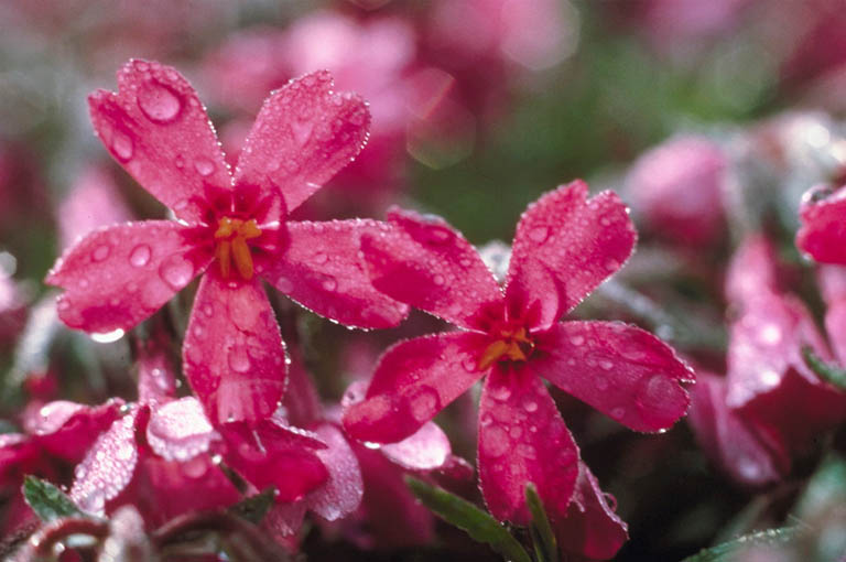 april-showers.jpg
