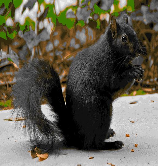 grey-squirrel.jpg