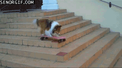 dc00d815ae592801680d88d3dc442da3.gif