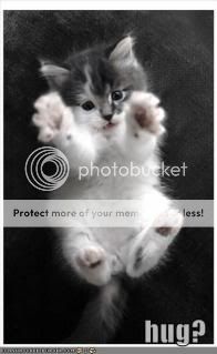 funny-pictures-kitten-hug.jpg