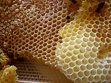220px-Honey_comb.jpg