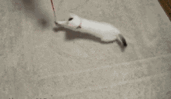 slide_352204_3811527_free.gif