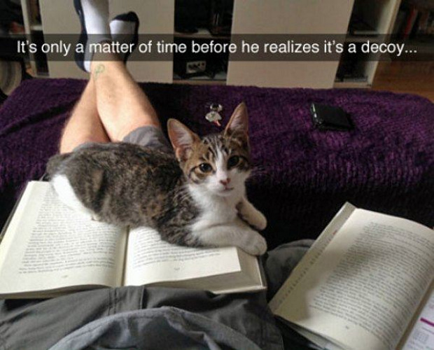 decoy-book-cat.jpg