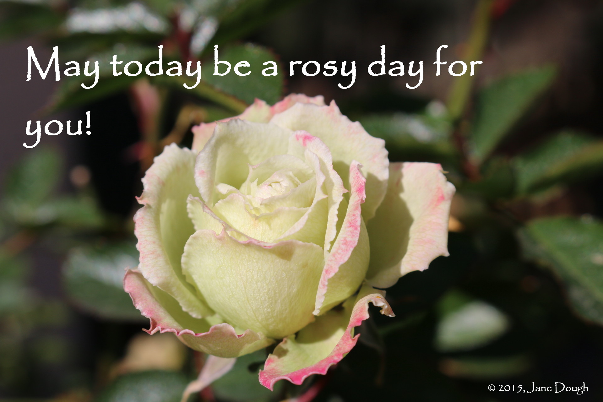 rosy-day.jpg