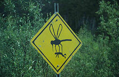 bigmosquitos.jpg