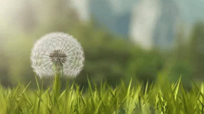 dandelion.gif