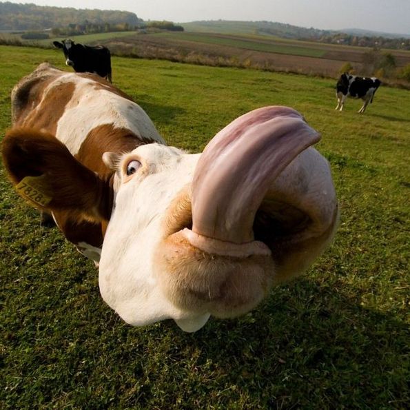 funniest-animals-ever-06.jpg
