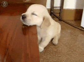 200.gif