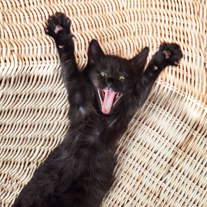 wild-and-crazy-cat.jpg