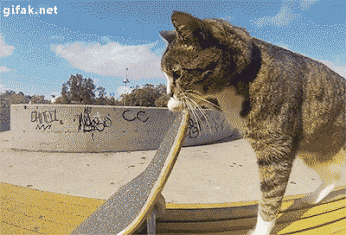giphy.gif