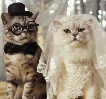 bride_groom_cats-add_208.jpg