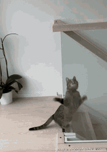 funny-cat.gif