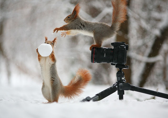 Cute-Squirrel-Photo-Shoot_6.jpg