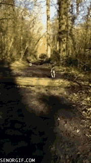 a-pugs-jumps-arent-as-graceful