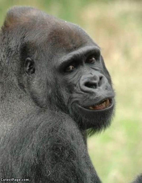 Cute_Monkey_Smile.jpg