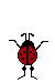 funnyladybug081906.gif