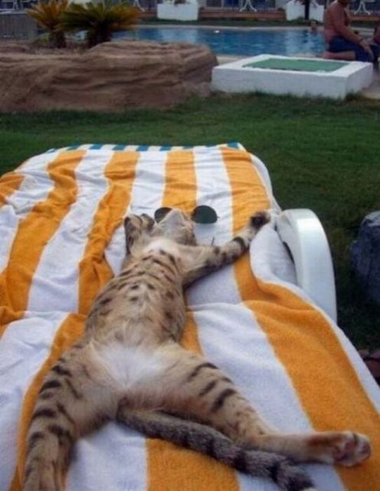 relax-cat-1.jpg