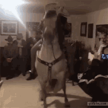 horse-dance.gif