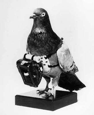 pigeon_camera2.jpg