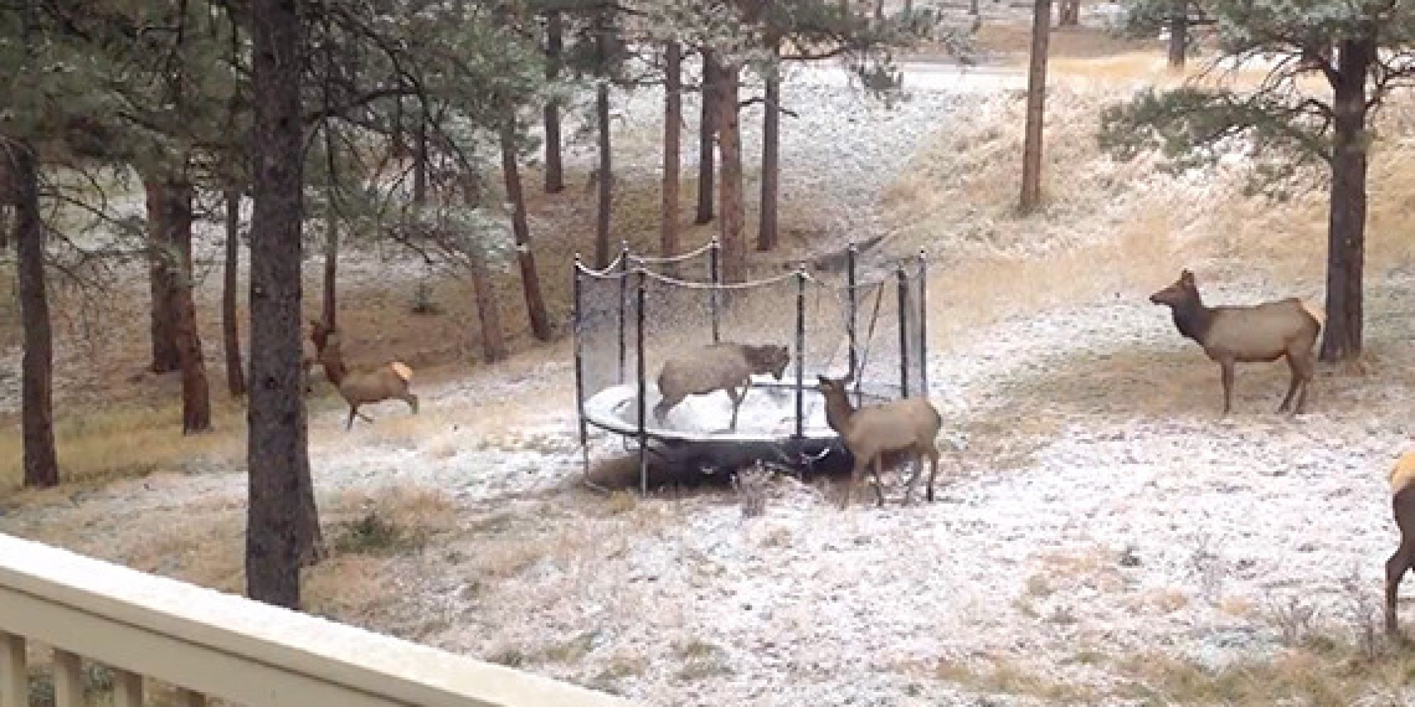 o-ELK-ON-TRAMPOLINE-facebook.jpg