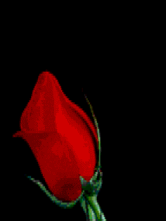roses47.gif