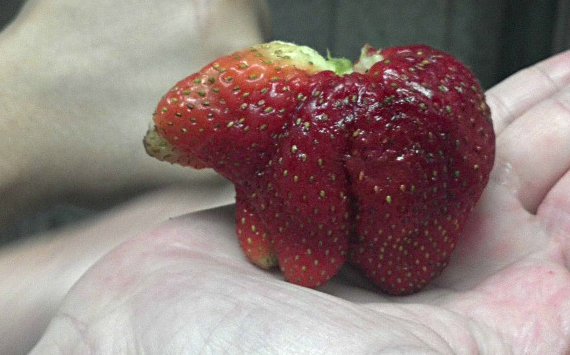 Strawberry-Bear.jpg