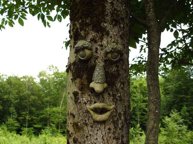 tree-face.JPG