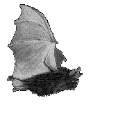bat-fly.gif