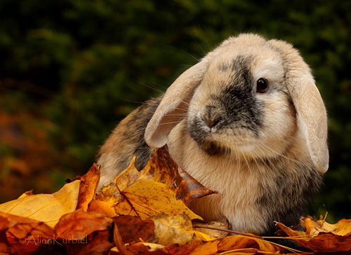 autumn_bunny.jpg