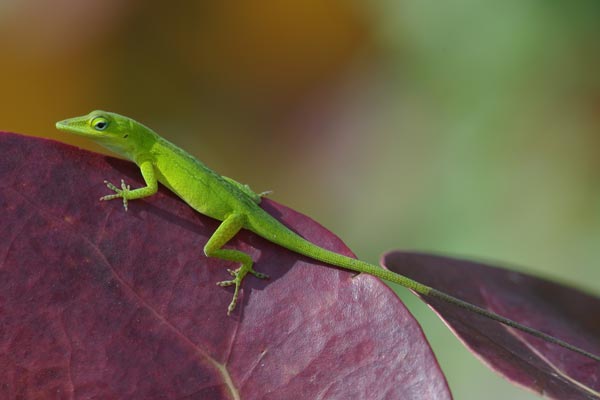04020703PD_green_anole.jpg