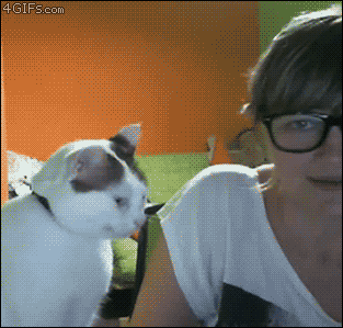 ani_cat-wants-attention-1.gif