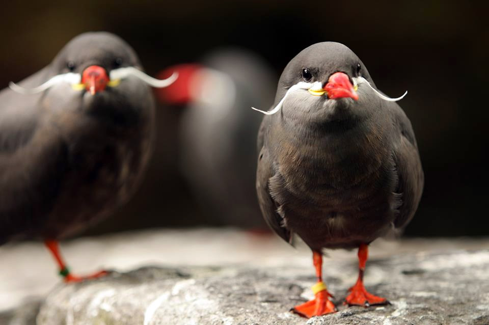 the-inca-tern-birds-with-mustaches.jpg