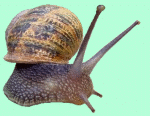 snail_petit_gris_animated.gif