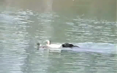 i-guess-we-know-whos-the-stronger-swimmer