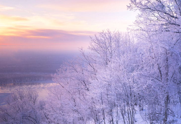 winter-trees.jpg