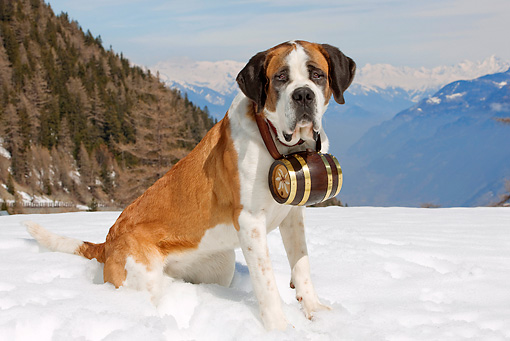 DOG-01-JE0002-01P.JPG