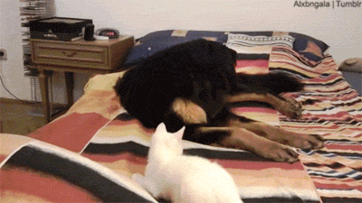 the-cat-did-not-think-this-through