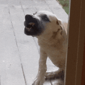 giphy-downsized.gif