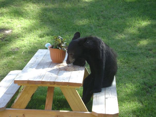 tired+bear.jpg