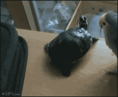 rude-animal-gif-snout-4gifscom