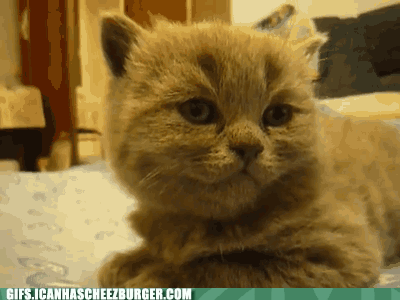 animal-gifs-ohai-obai