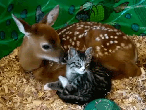 JF9rITJ.gif