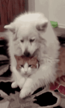 Q5Rs.gif