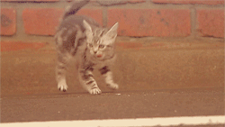bouncer