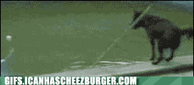 animal-gifs-roundabout-game-of-fetch