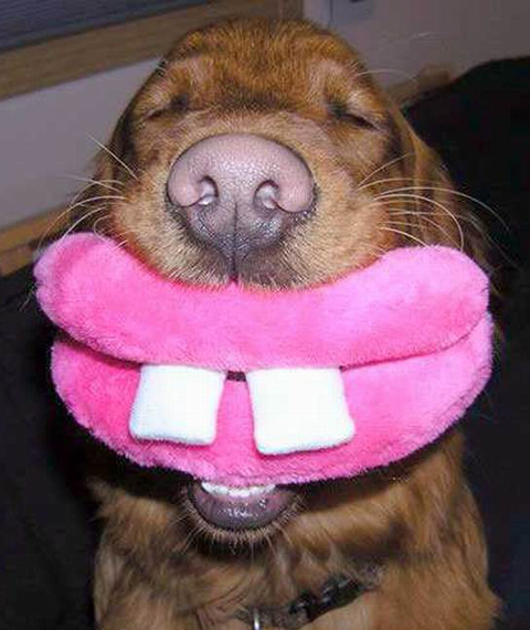 funny+dog.jpg