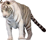 animatedwhitetiger-8.gif