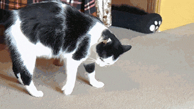 gif-of-cat-doing-flips
